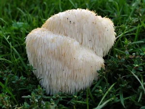 Lion’s Mane gallery 1