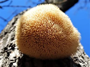 Lion’s Mane gallery 2