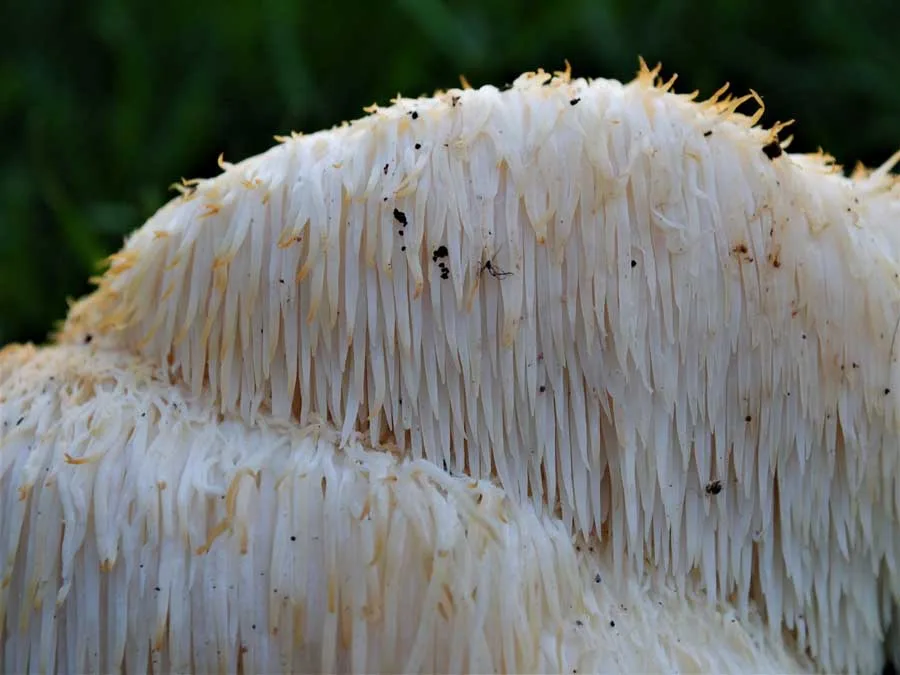 Lion’s Mane spines