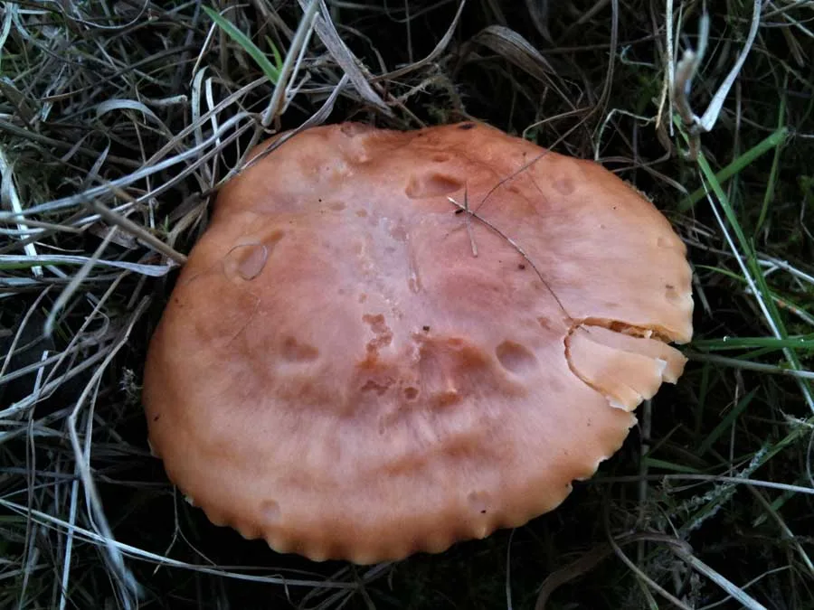 Meadow Waxcap cap