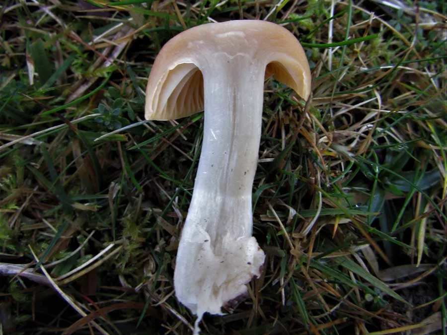Meadow Waxcap flesh