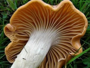 Meadow Waxcap gills
