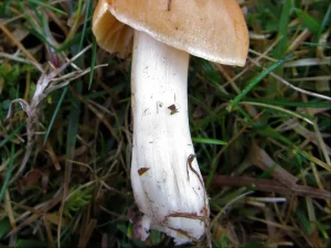 Meadow Waxcap stem