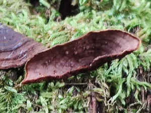 Oak Curtain Crust flesh