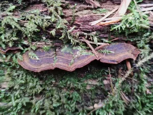 Oak Curtain Crust gallery 2