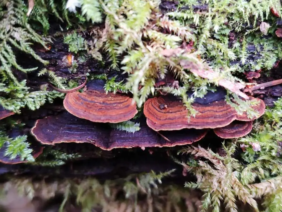 Oak Curtain Crust