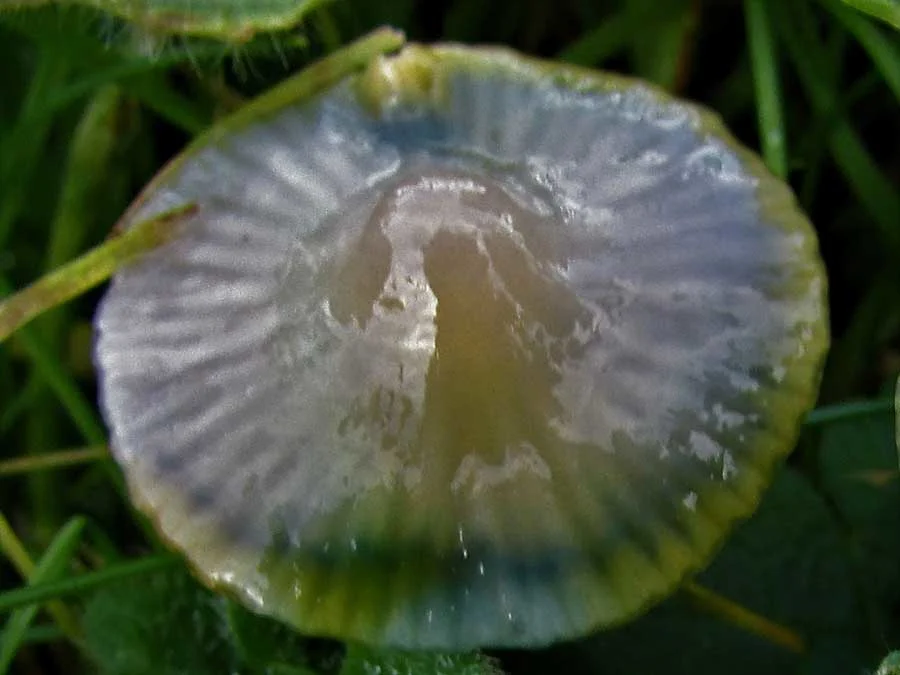 Parrot Waxcap cap