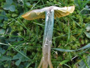 Parrot Waxcap flesh