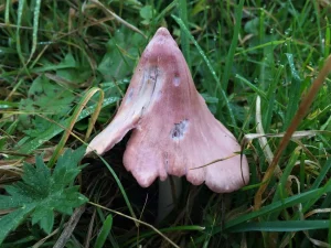 Pink Waxcap cap
