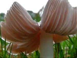Pink Waxcap gills