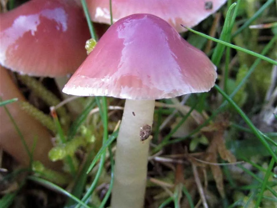 Pink Waxcap possible confusion