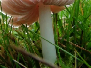 Pink Waxcap stem
