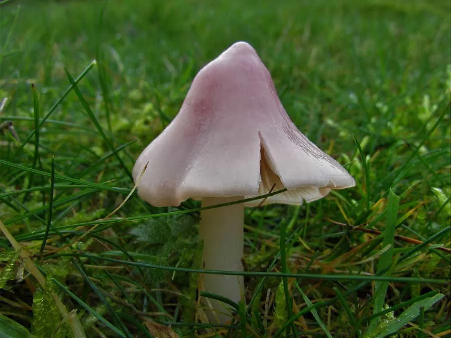 Pink Waxcap