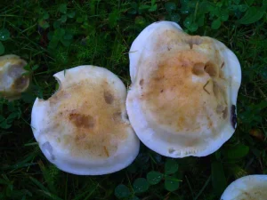 Poison Pie cap