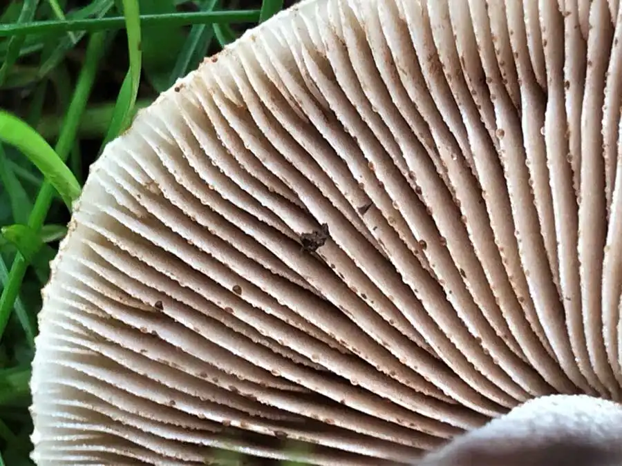Poison Pie gills