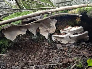 Root Rot gallery 1
