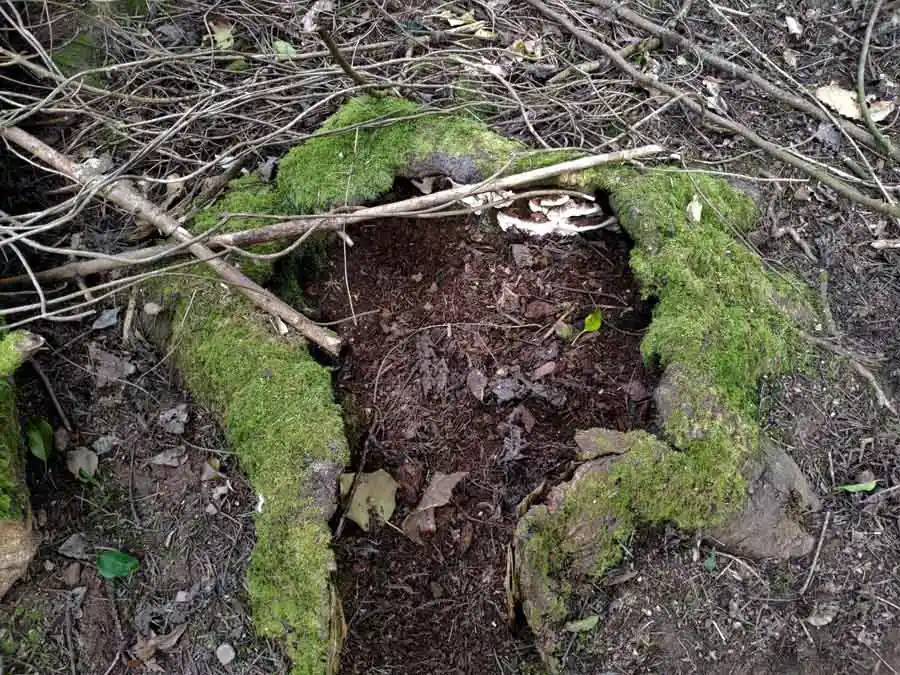 Root Rot habitat