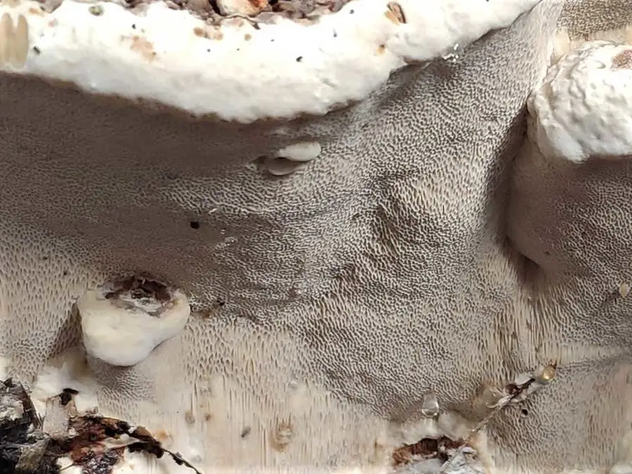 Root Rot pores