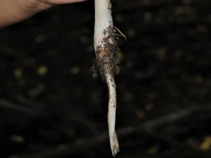 Rooting Shank bulbous base