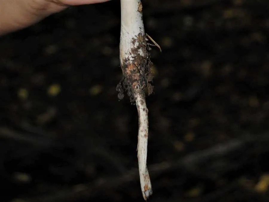 Rooting Shank bulbous base