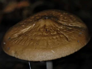 Rooting Shank cap