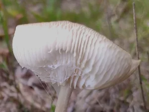 Rooting Shank gills