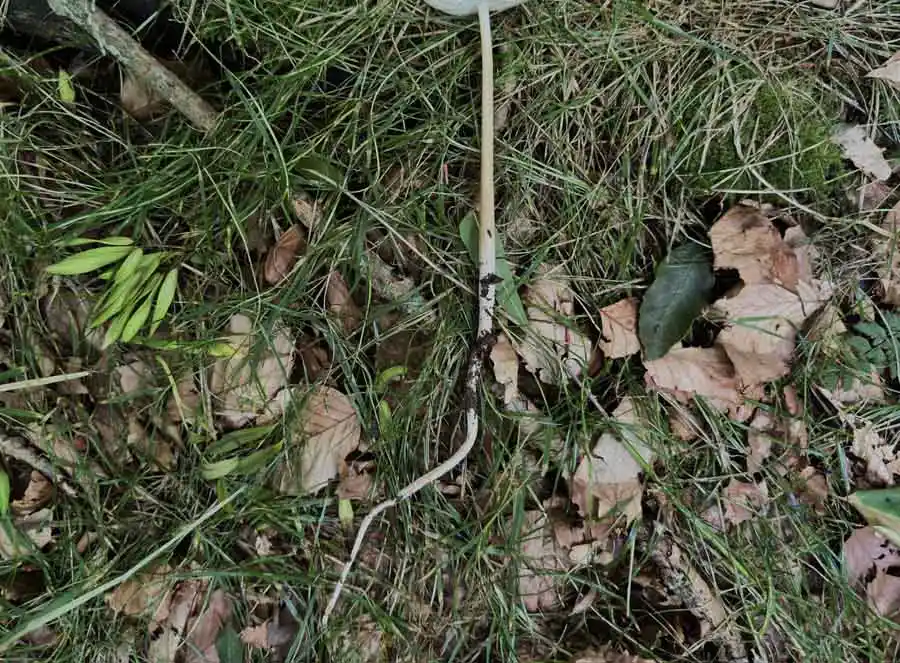Rooting Shank stem