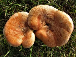 Saffron Milkcap