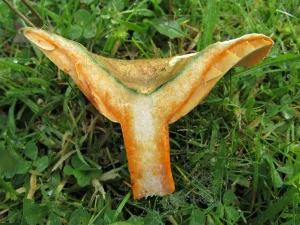 Saffron Milkcap flesh