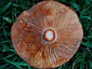 Saffron Milkcap gills