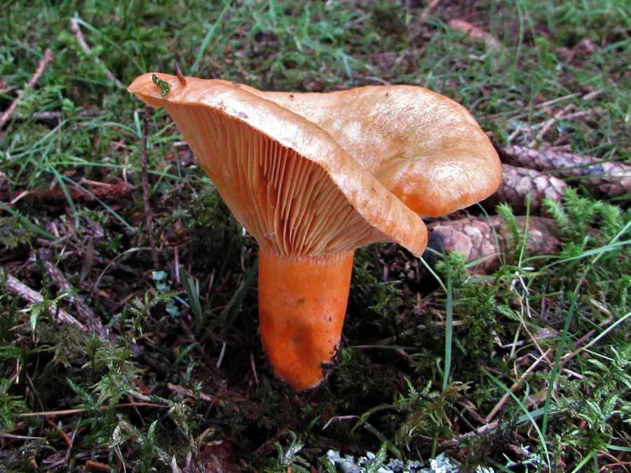 Saffron Milkcap possible confusion