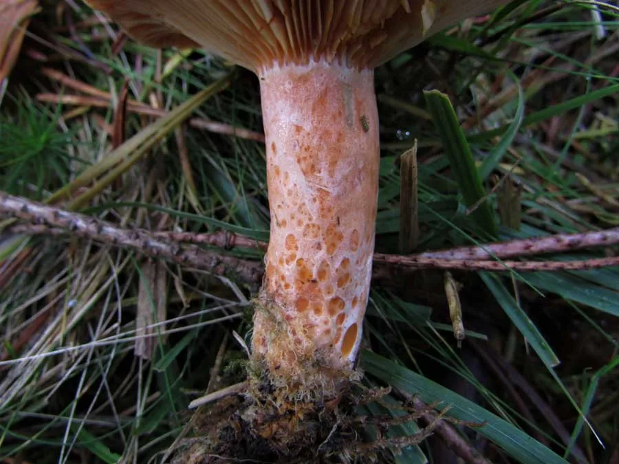 Saffron Milkcap stem