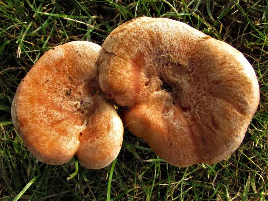 Saffron Milkcap