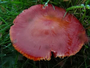 Scarlet Waxcap cap