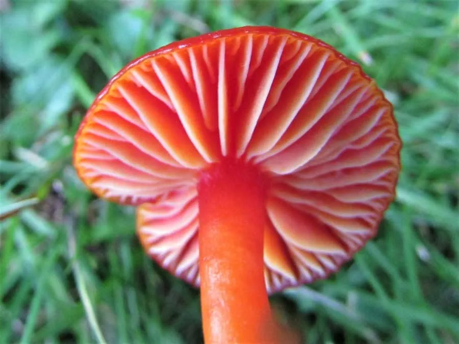 Scarlet Waxcap gills