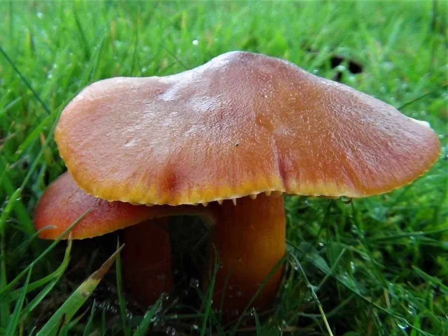 Scarlet Waxcap possible confusion