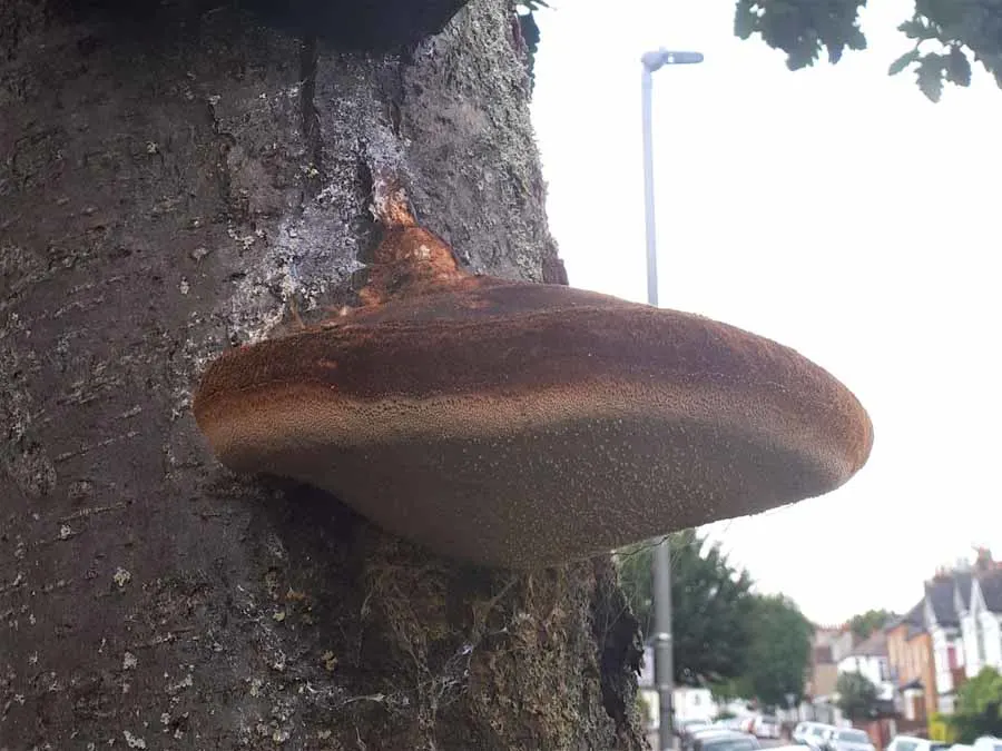 Shaggy Bracket habitat