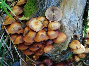 Sheathed Woodtuft