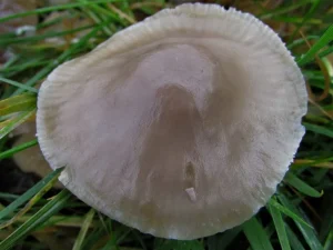 Slimy Waxcap cap