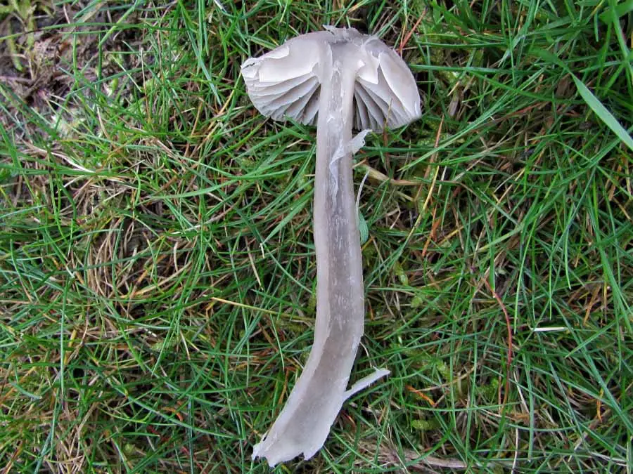 Slimy Waxcap flesh