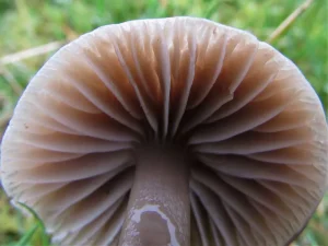Slimy Waxcap gills