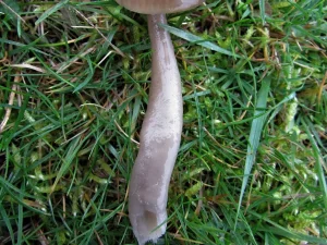 Slimy Waxcap stem