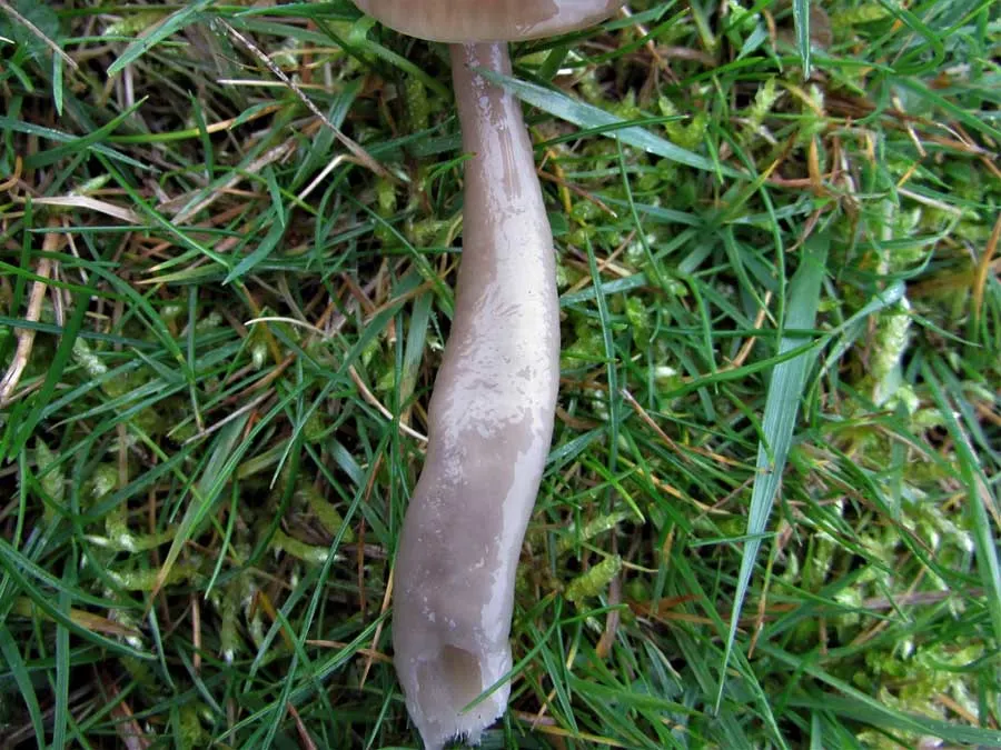 Slimy Waxcap stem