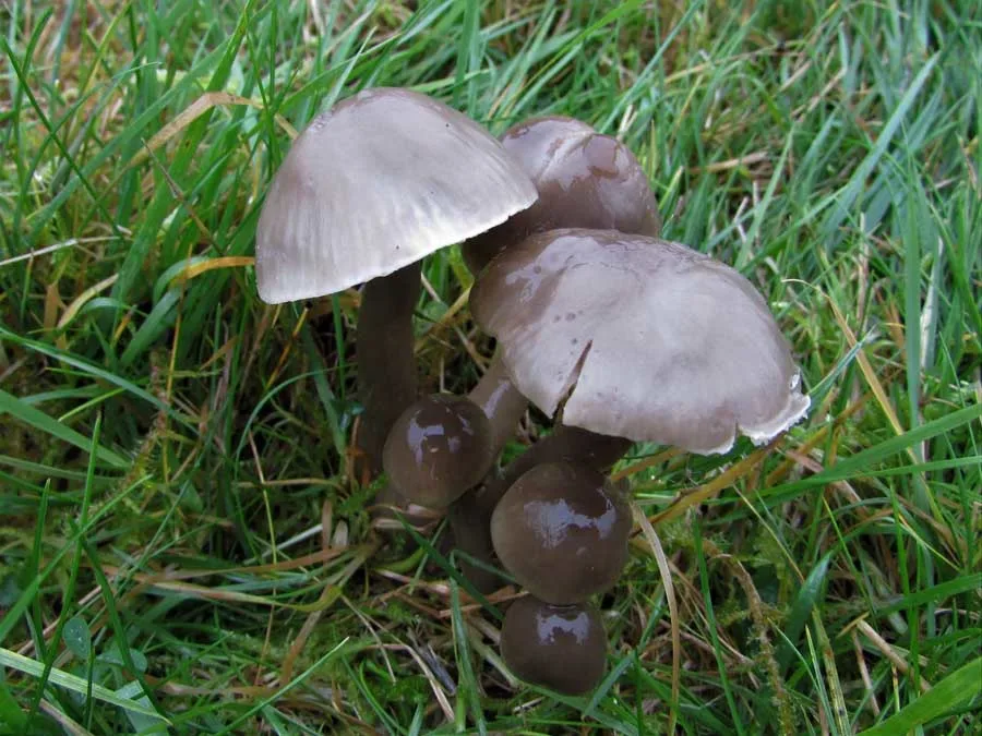Slimy Waxcap
