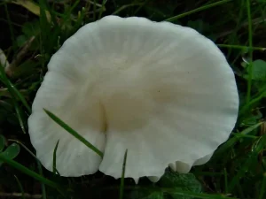Snowy Waxcap cap