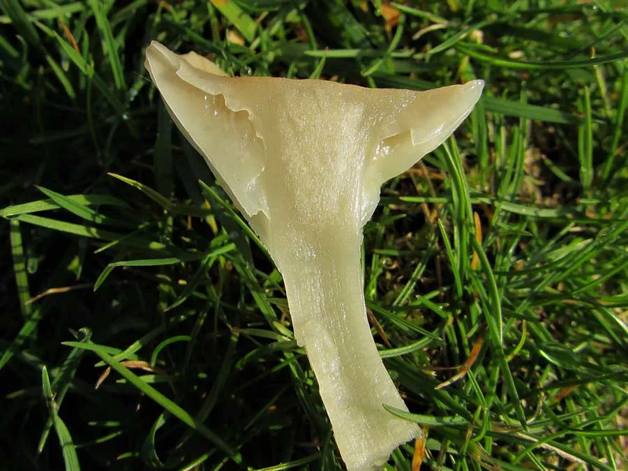 Snowy Waxcap flesh