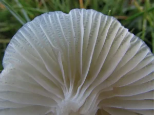 Snowy Waxcap gills