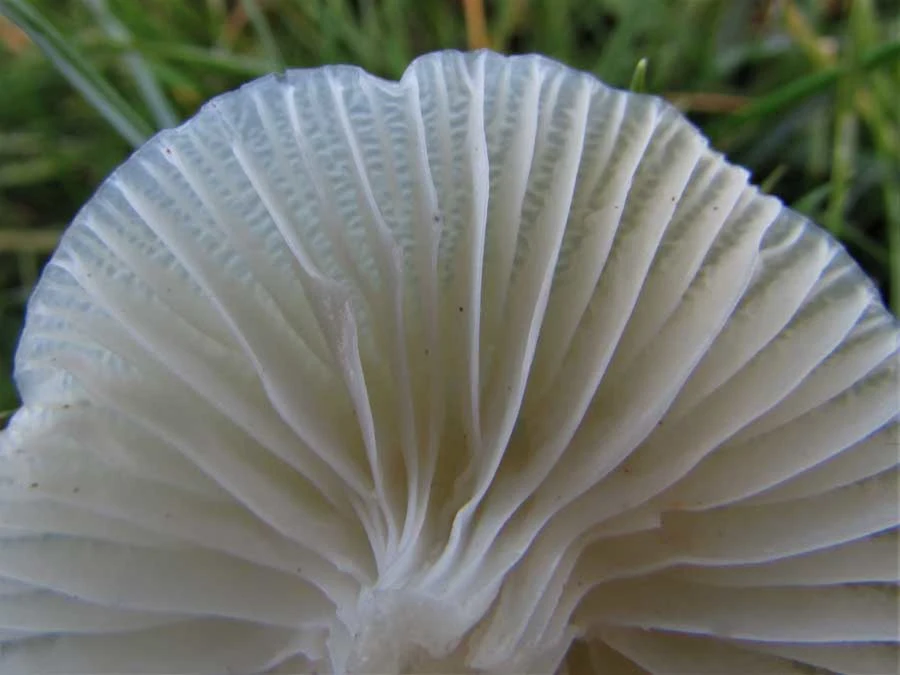 Snowy Waxcap gills