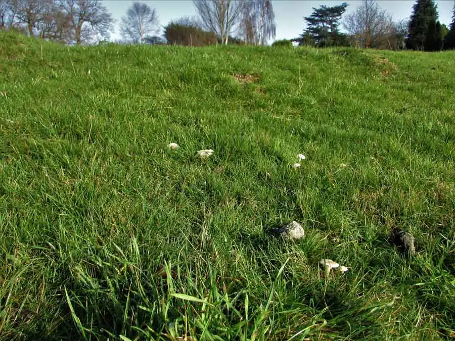 Snowy Waxcap habitat