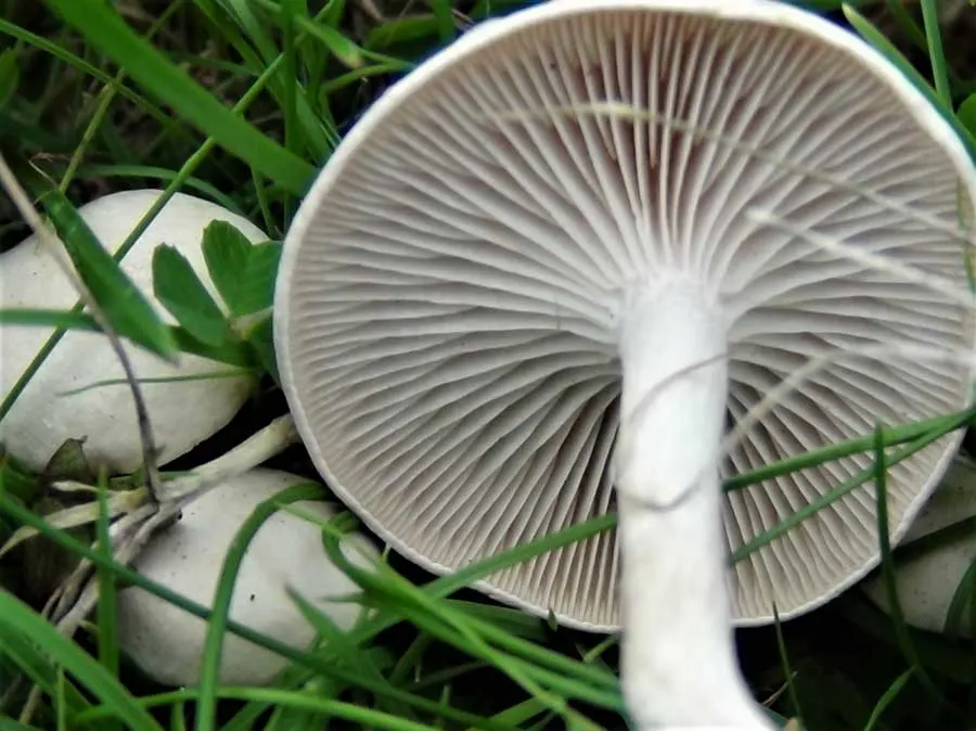 Snowy Waxcap possible confusion
